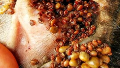 Dog Ticks Remove