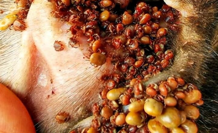Dog Ticks Remove