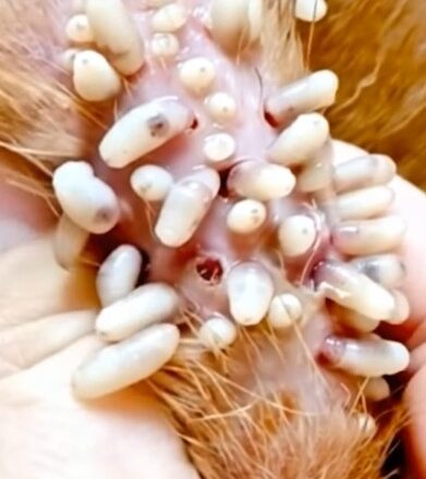When Starring worms and Make puppy happy