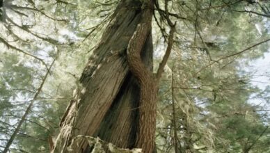  Country kids abandoned their elderly father deep in the forest, without food or water, hoping wild beasts would finish what they couldn’t…