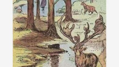 A hunter is hiding in plain sight… can you spot him?