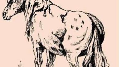 Put your vision to the ultimate test—can you identify the true owner of the horse hidden in the image? 👀