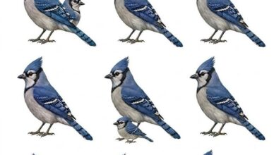 This Blue Jay Test Reveals Who Stands by You in Life
