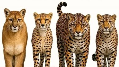 Can You Find the Jaguar? Most People Miss It!