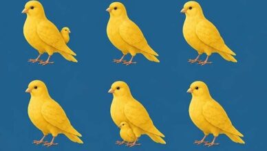🐤 The Number of Canaries You See Reveals Who Walks By Your Side! 👀