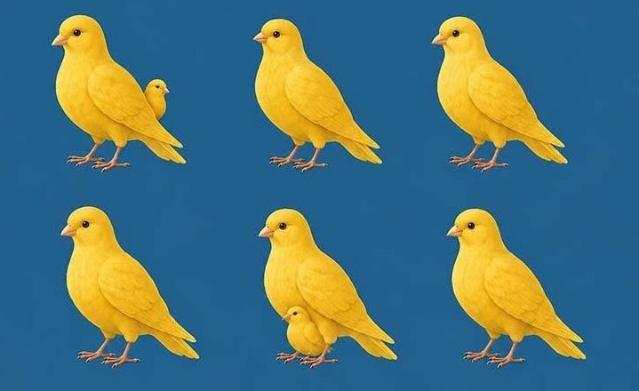 🐤 The Number of Canaries You See Reveals Who Walks By Your Side! 👀