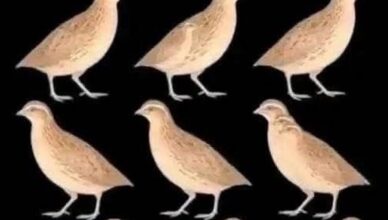 🐦 It’s NOT 9! How Many Birds Can You Actually Find? 👀