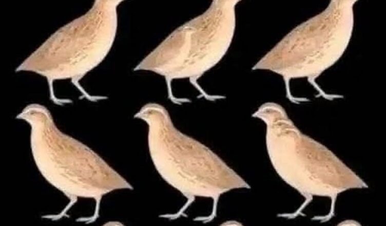 🐦 It’s NOT 9! How Many Birds Can You Actually Find? 👀
