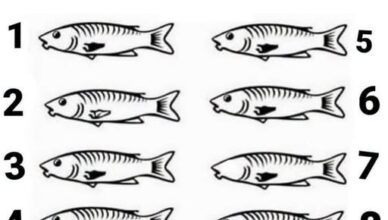 One of these fish is not like the others. Look closely and see if you can spot the odd one out!Take