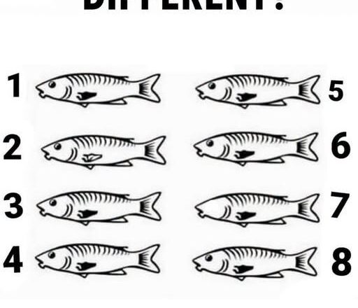One of these fish is not like the others. Look closely and see if you can spot the odd one out!Take