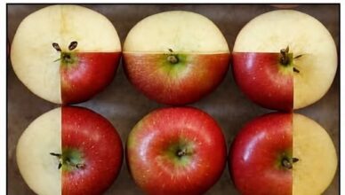 🍎 How Many Apples Are There? 🤔