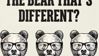 Can You Spot the Odd Bear Out?