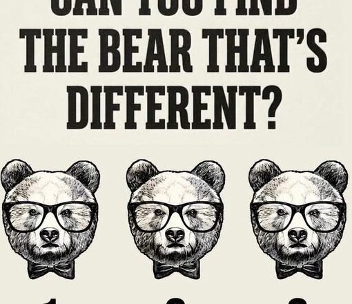 Can You Spot the Odd Bear Out?