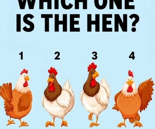 Only 1 in 10 People Can Spot the Hen