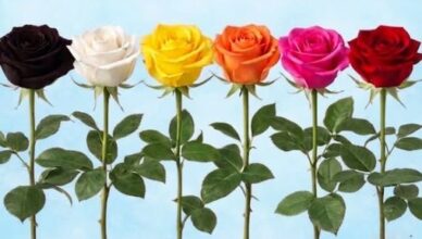 Pick a Rose and Discover the Hidden Power Every Woman Carries
