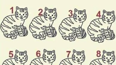 Can You Find the Different Cat?