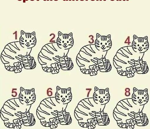 Can You Find the Different Cat?