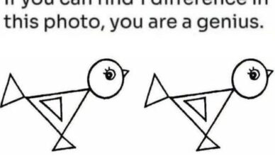 Only People With an IQ Above 135 Can Spot the Difference!
