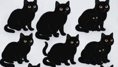 How Many Black Cats Can You See?