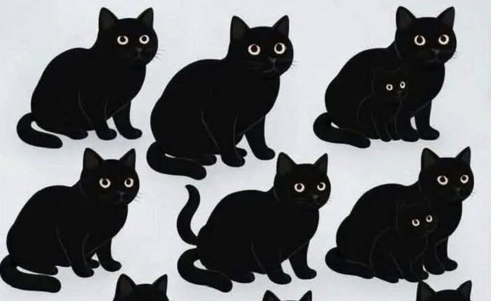 How Many Black Cats Can You See?