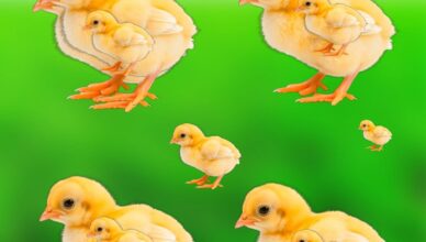 🐥 HOW MANY BABY CHICKENS CAN YOU FIND? 👀