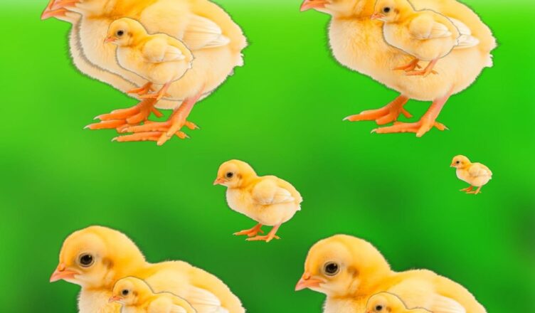🐥 HOW MANY BABY CHICKENS CAN YOU FIND? 👀