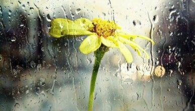 Brief rain and thunderstorms are possible in some parts of the city.