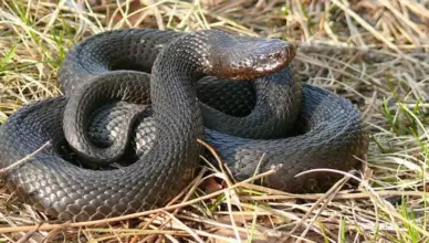 39 cases of snakebites have been recorded in Armenia: how to distinguish venomous snakes and what to do in the event of a bite.
